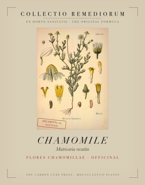 Chamomile (Matricaria chamomilla) — Poison Garden botanical poster, Köhler 1887 plate 64