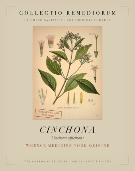 Cinchona (Cinchona calisaya) — Poison Garden botanical poster, Köhler 1887 plate 79 III