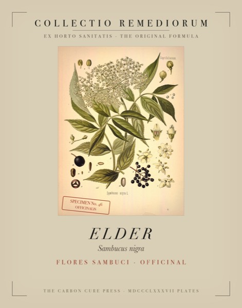 Elder (Sambucus nigra) — Poison Garden botanical poster, Köhler 1887 plate 46