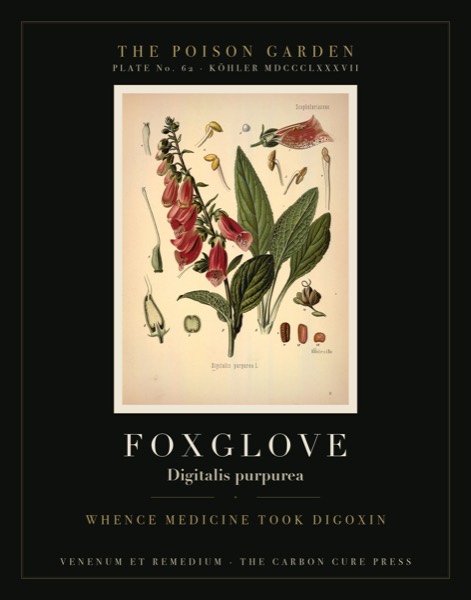 Foxglove (Digitalis purpurea) — Poison Garden botanical poster, Köhler 1887 plate 62