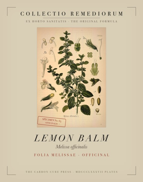 Lemon Balm (Melissa officinalis) — Poison Garden botanical poster, Köhler 1887 plate 65