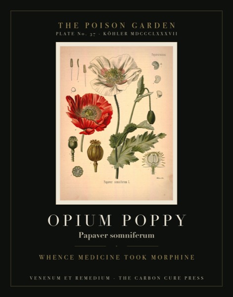 Poppy (Papaver somniferum) — Poison Garden botanical poster, Köhler 1887 plate 37
